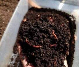 Mariba Worms & Vermi Compost